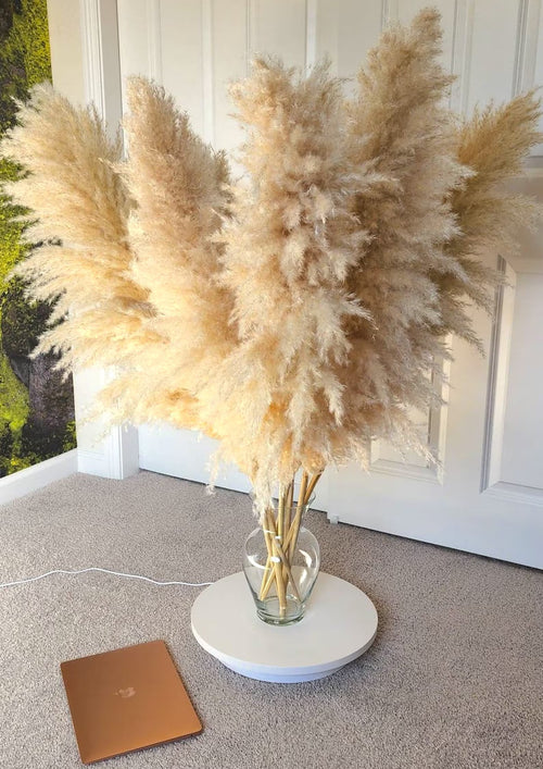 Pampas Cloud
