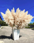 Pampas Cloud