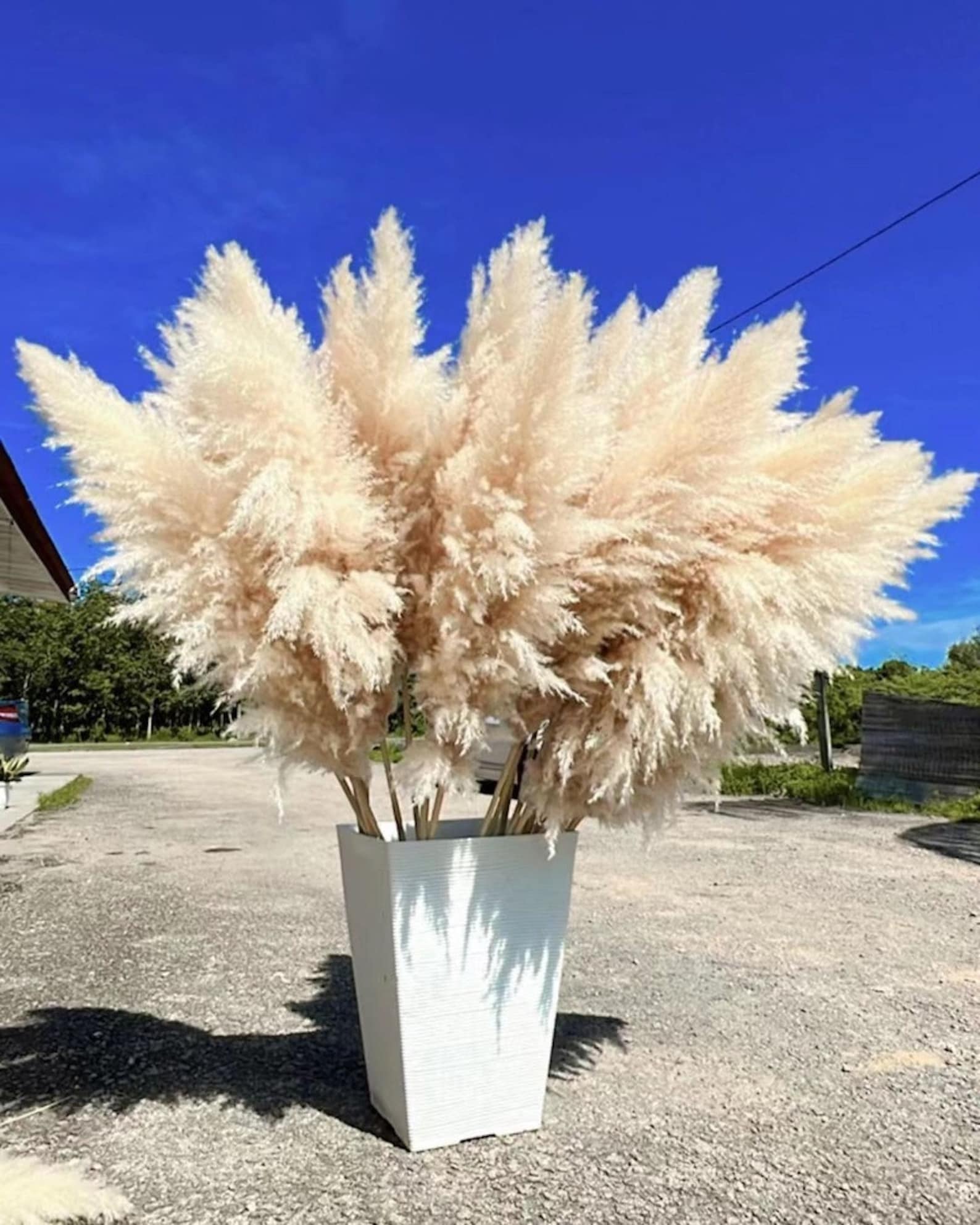 Pampas Cloud